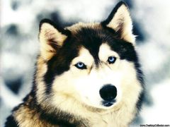 Immagine profilo di lupo-45